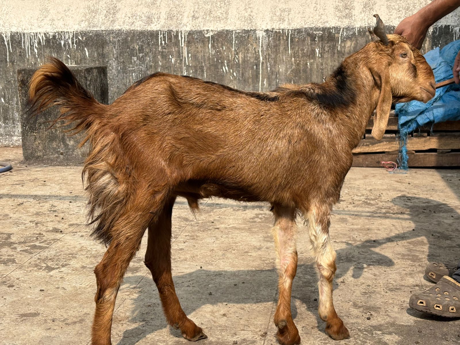 bakra image